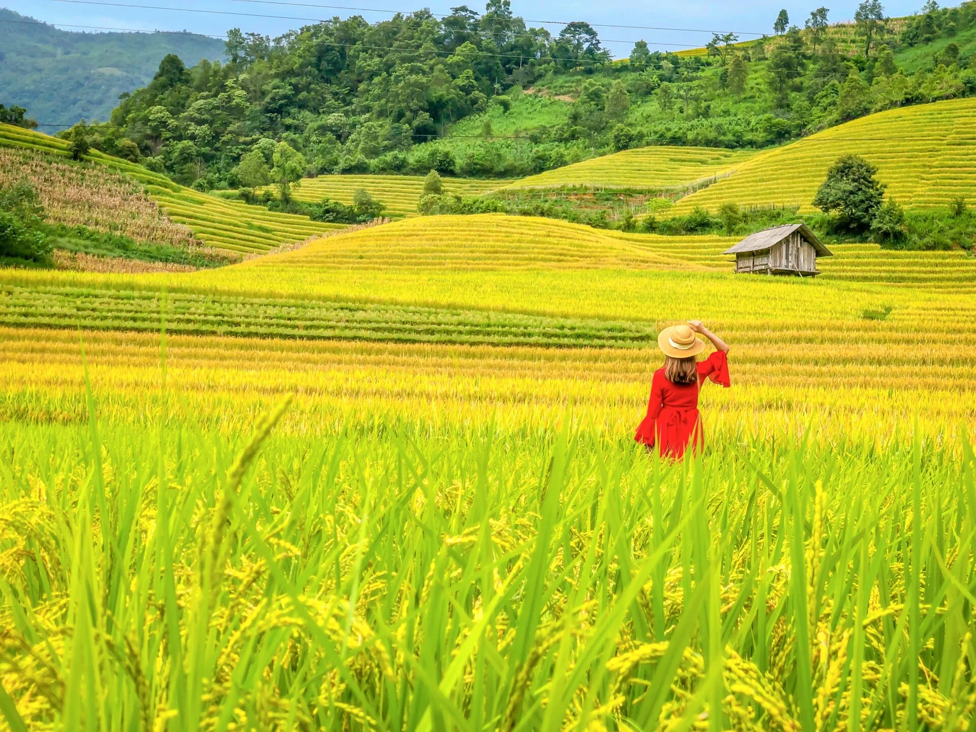 Giữa mùa vàng Sa Pa, lòng tự nhiên chậm lại.
