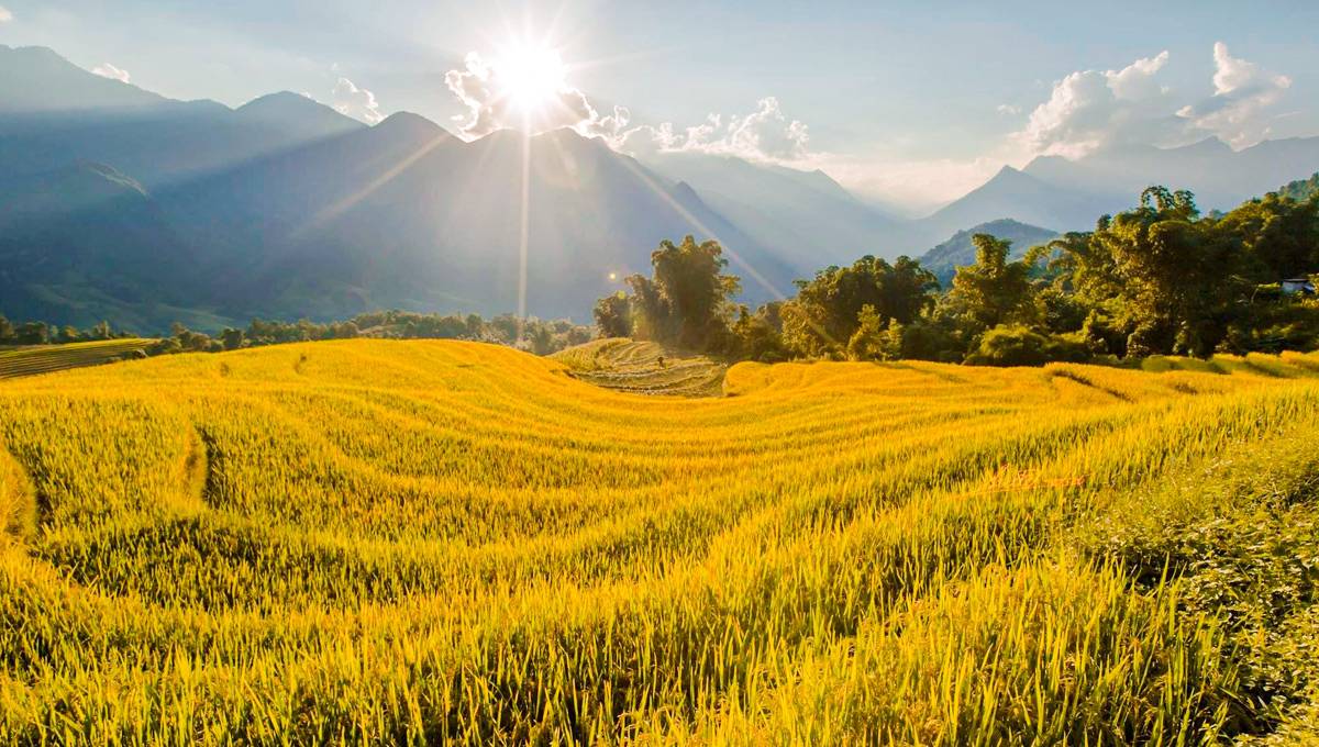 Nắng thu rơi nhẹ trên những thửa ruộng óng ả.