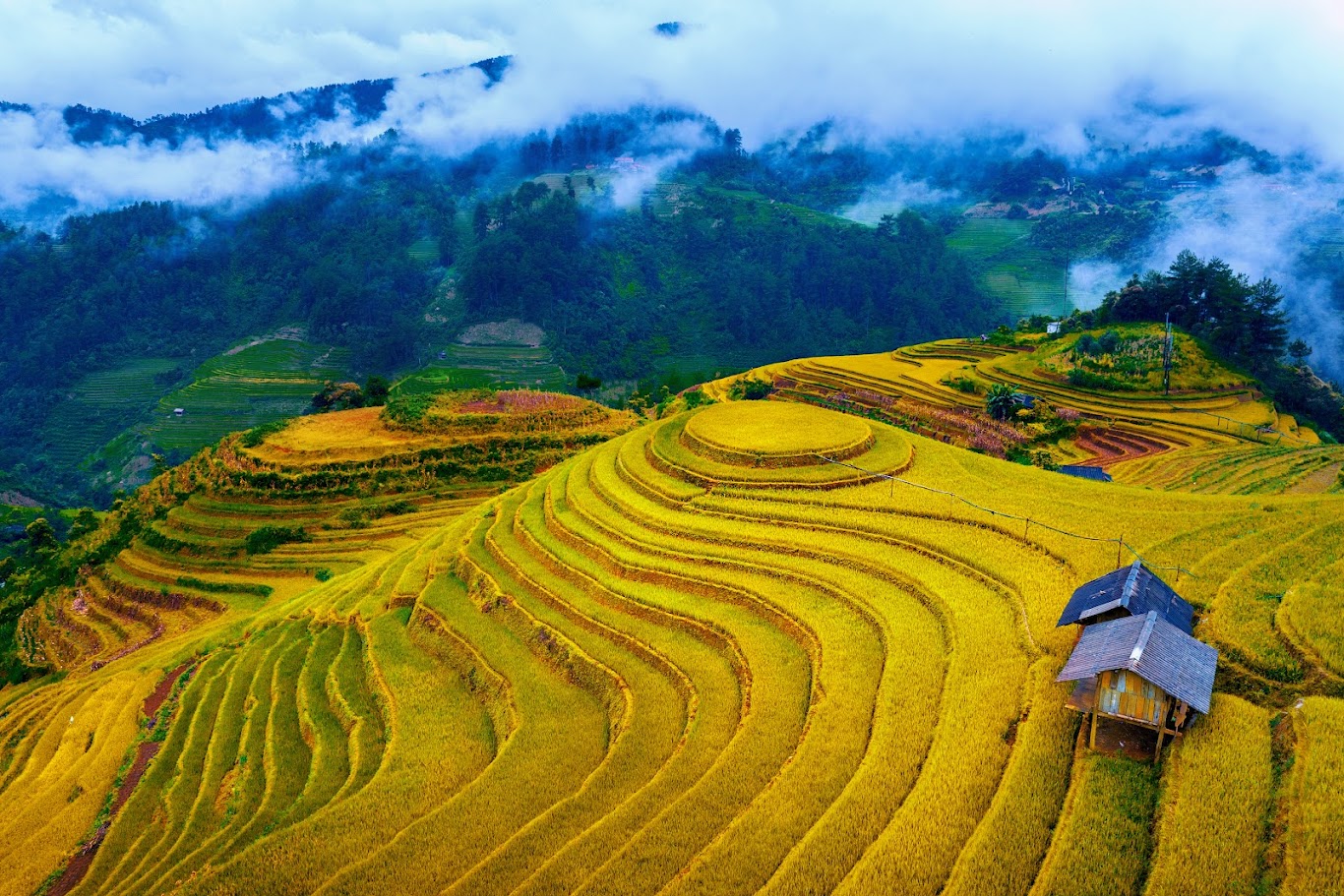 Sa Pa mùa lúa chín, sắc vàng lan dần trên núi, mang theo hơi thở mùa thu.