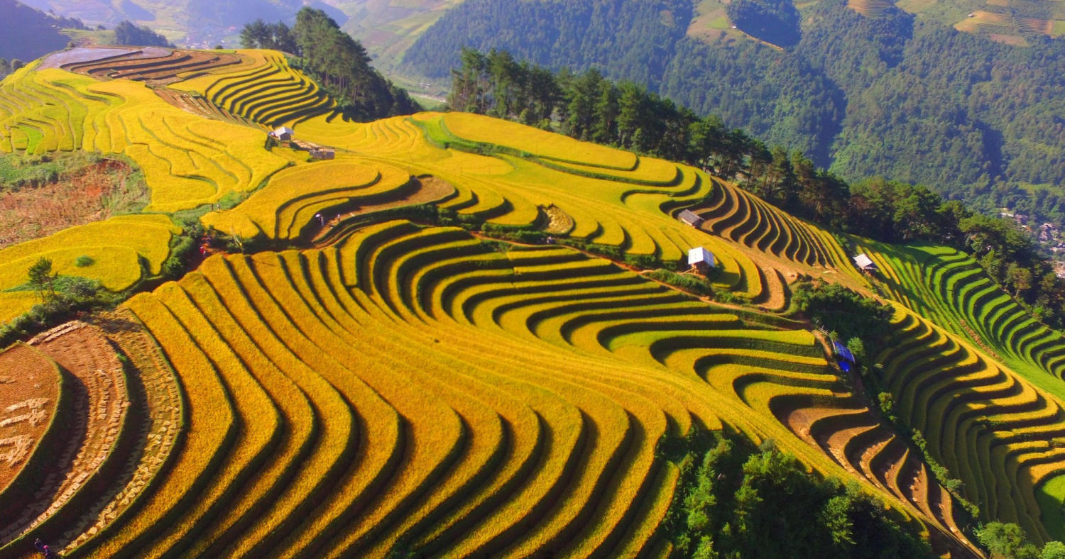 Những bậc ruộng xếp tầng, gánh cả mùa no ấm.