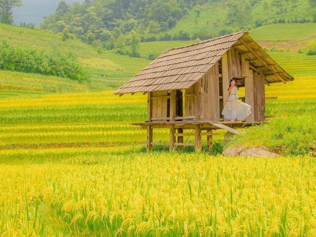 Mùa lúa chín, Sa Pa dịu lại trong sắc vàng ấm áp.