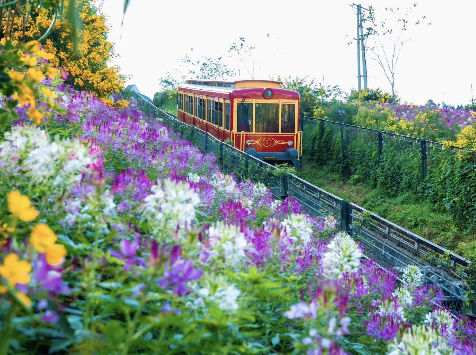 รถไฟพานักท่องเที่ยวเคลื่อนผ่านสวนดอกไม้อันสดใส