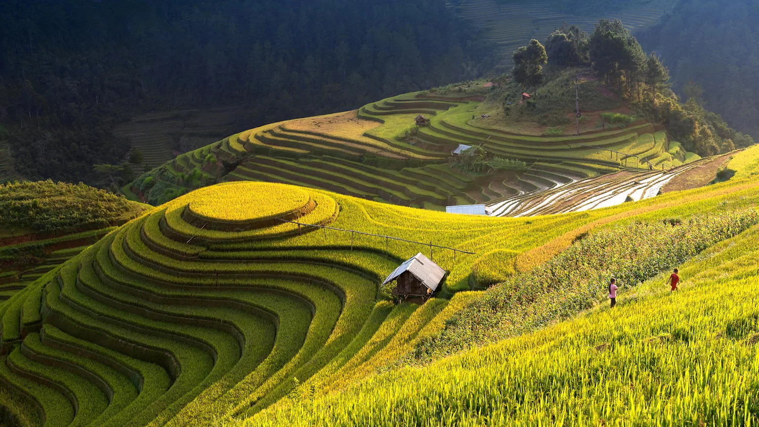 The stunning terraced rice fields of Sa Pa in summer