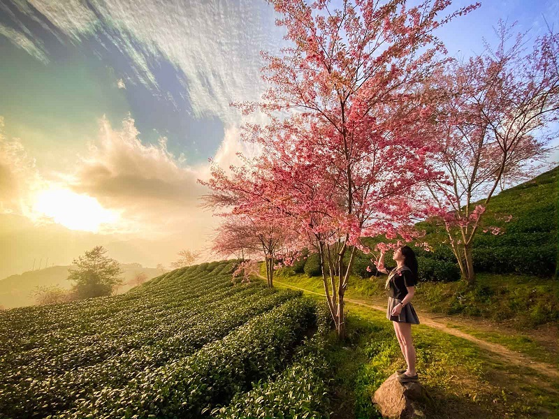Vào thời khắc hoàng hôn, ánh nắng vàng phủ lên lá chè càng làm cho không gian trở nên nên thơ và lãng mạn.