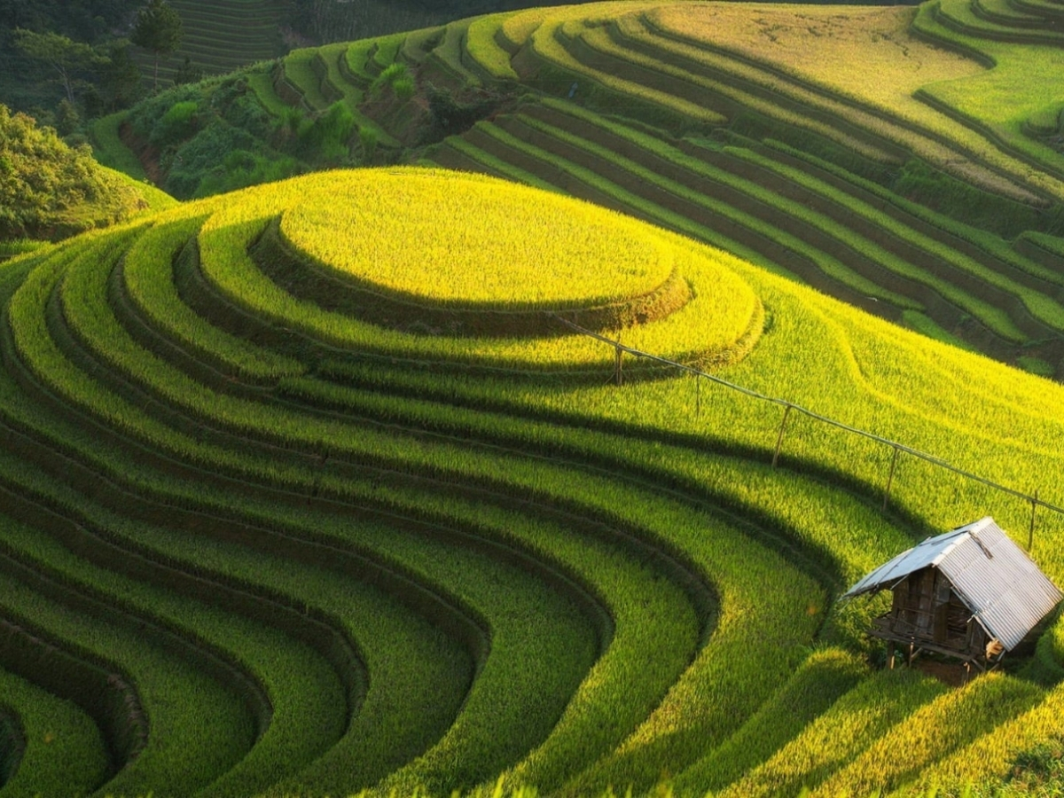 Ruộng bậc thang Sa Pa mùa hè xanh mướt thích hợp tham quan và chụp ảnh.