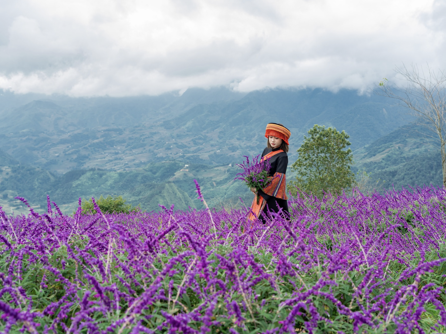 Giữa đại ngàn Tây Bắc hùng vĩ, những thảm hoa tím trải dài như sóng mềm trên triền đồi