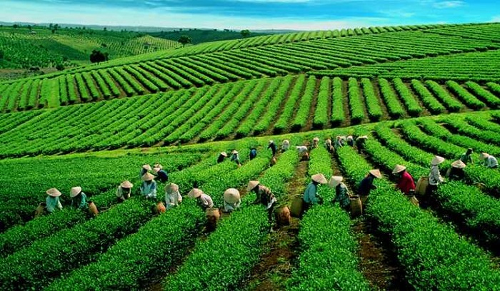 Đồi chè Tân Uyên gây ấn tượng bởi những triền chè xanh mướt trải dài trên địa hình đồi núi.