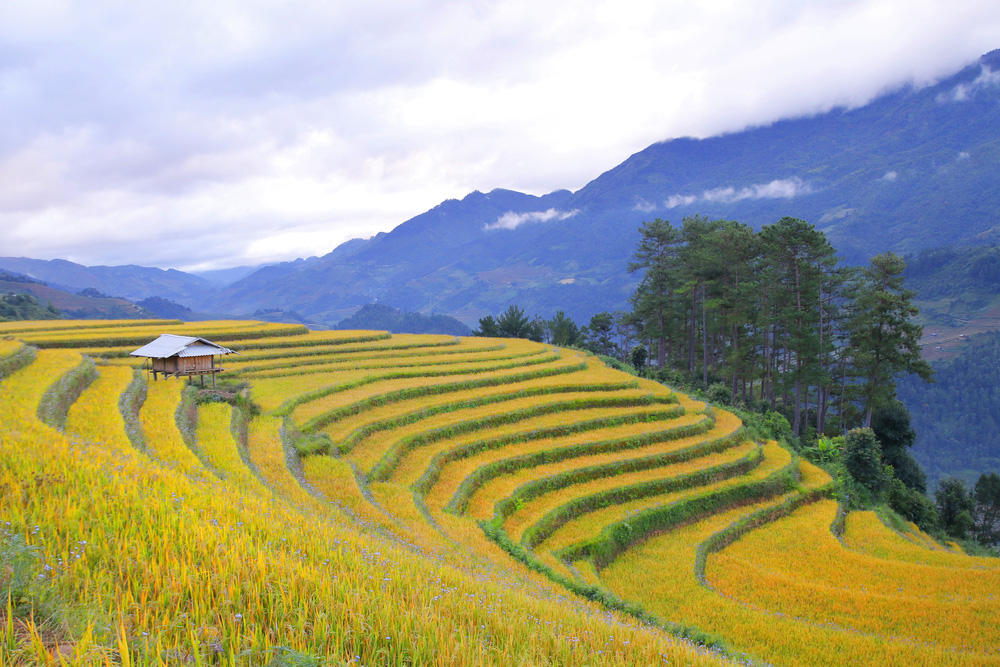 Các thửa ruộng được đồng bào H'Mông và Thái canh tác một năm hai vụ, hai đợt lúa chín vào tháng 4 tới tháng 5 và tháng 9 tới tháng 10. (Nguồn: Sưu tầm)