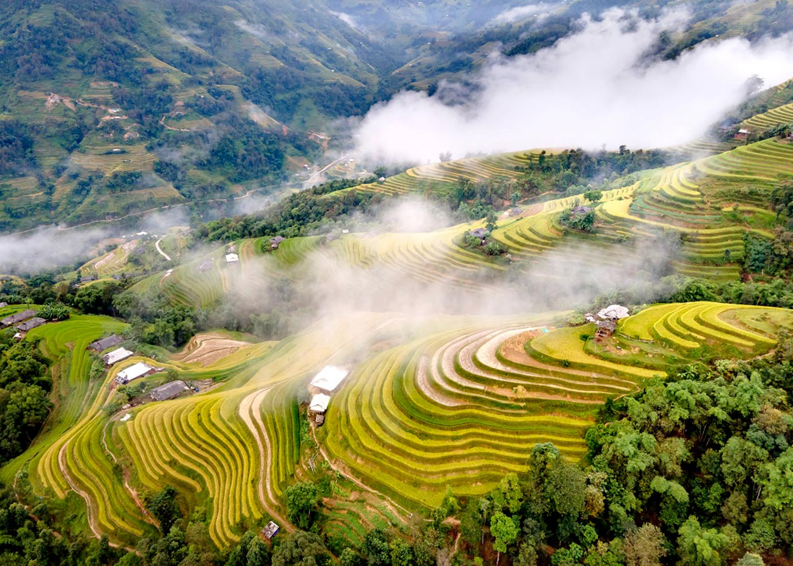 Mùa lúa chín phủ vàng các bản làng Sa Pa, tạo nên khung cảnh ngoạn mục.