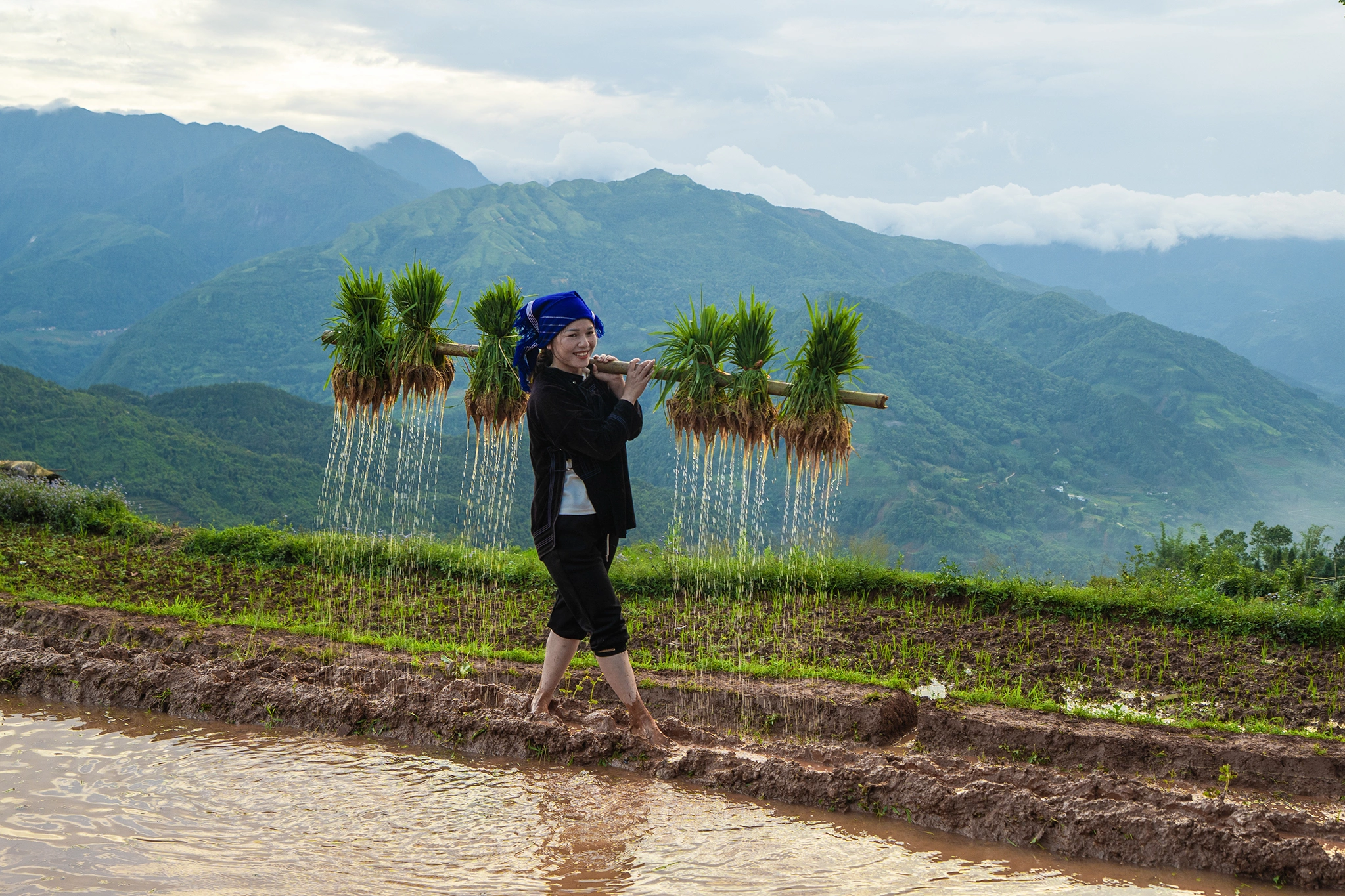 Du khách có thể trải nghiệm trồng lúa cùng người dân Hà Nhì tại Y Tý.