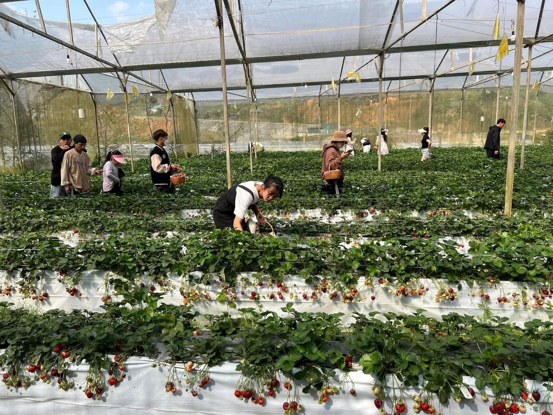 Du khách trải nghiệm hái dâu tại vườn dâu tây Nghĩa Dung.