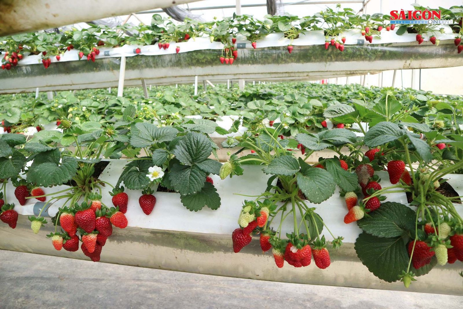 Dâu tây Sa Pa gây ấn tượng với màu đỏ tươi, thịt quả mọng nước và hương thơm tự nhiên.