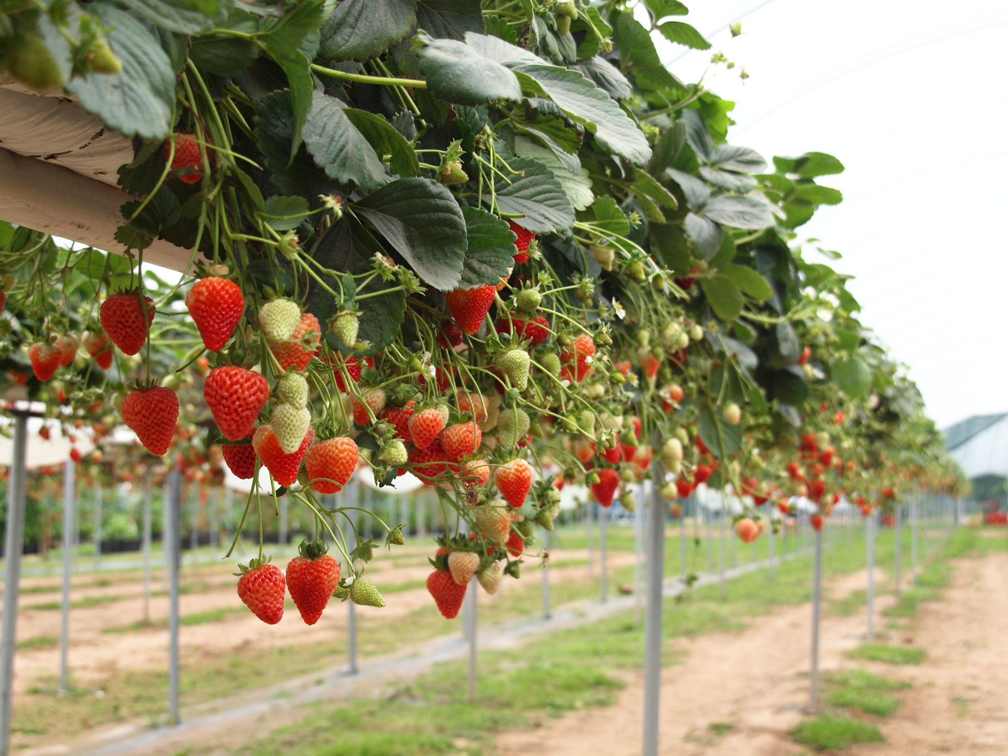Khí hậu mát mẻ quanh năm giúp dâu tây Sa Pa phát triển với hương vị thơm ngọt đặc trưng.