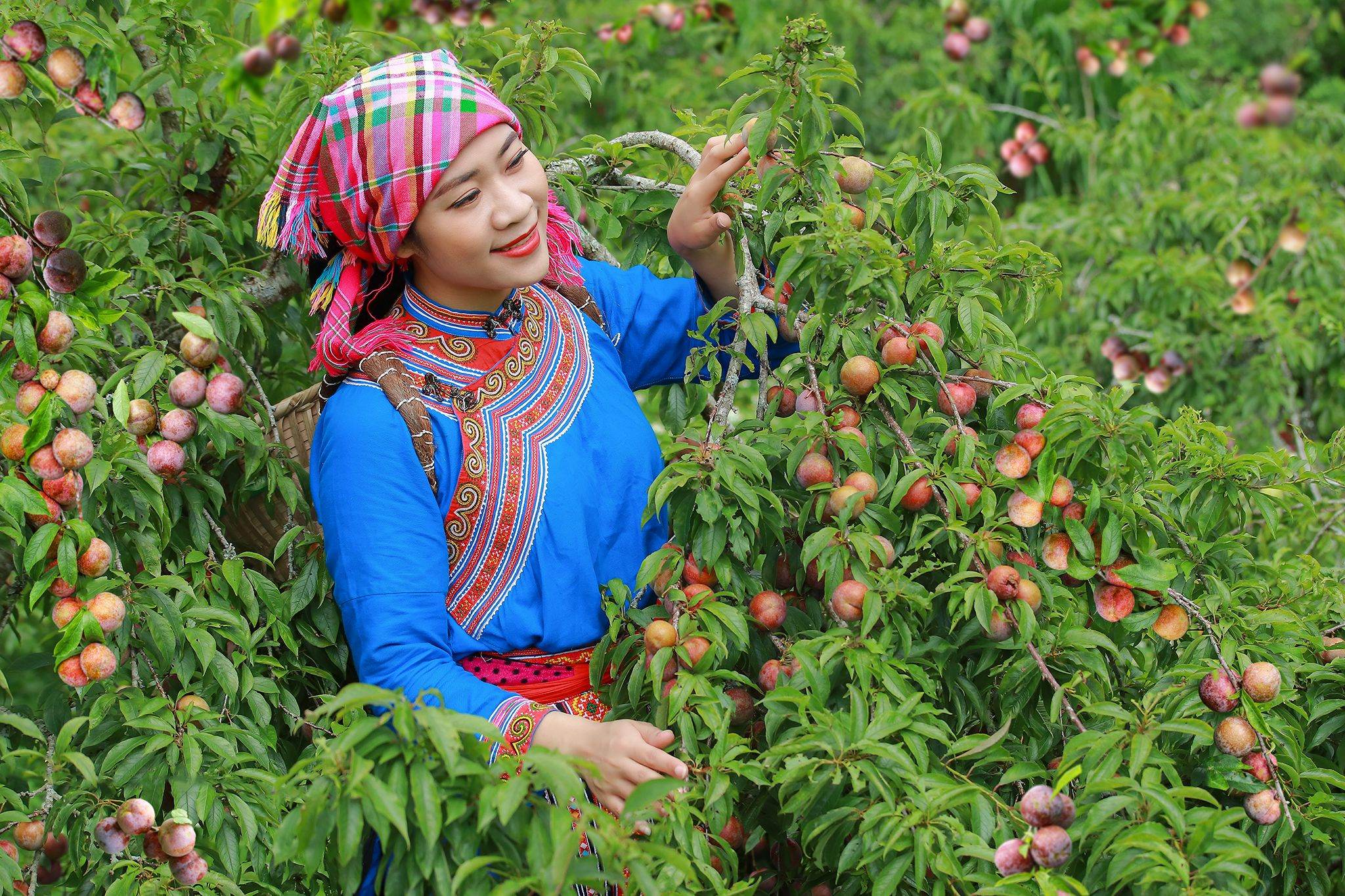 Du khách thích thú tự tay thu hoạch những trái mận chín mọng dưới sự hướng dẫn của chủ vườn.