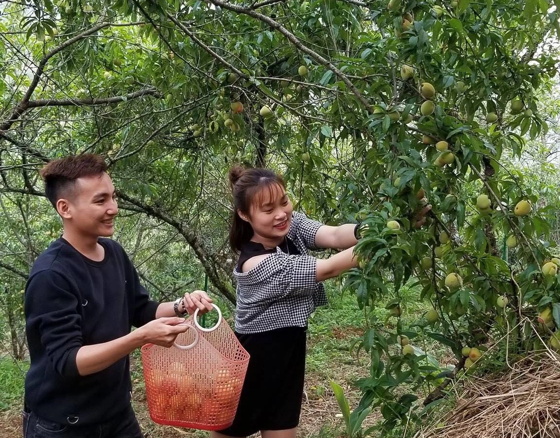 Du khách trải nghiệm hái đào Sa Pa