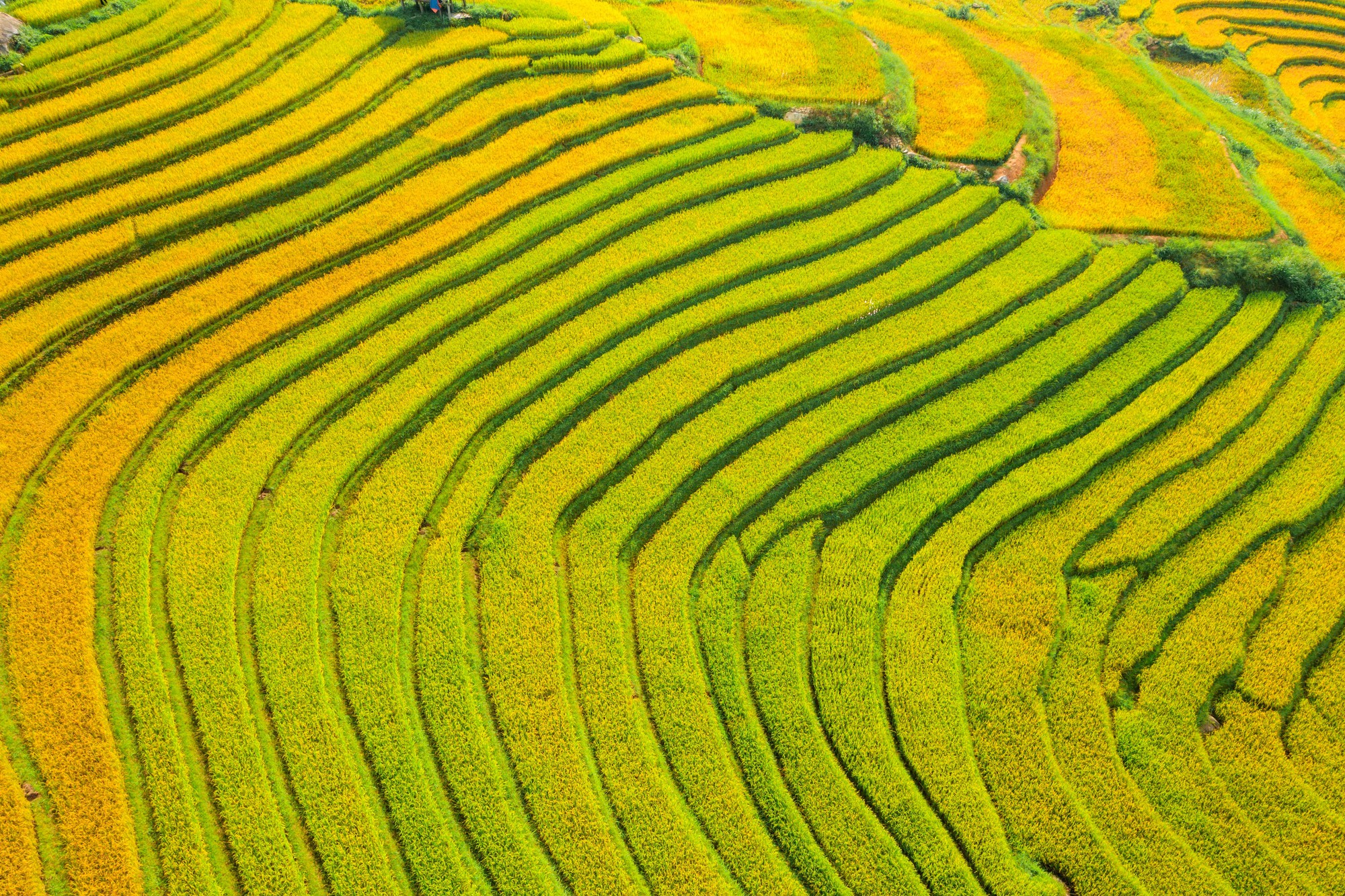 Ruộng bậc thang Sa Pa chuyển sắc vàng trong những ngày đầu mùa lúa chín.