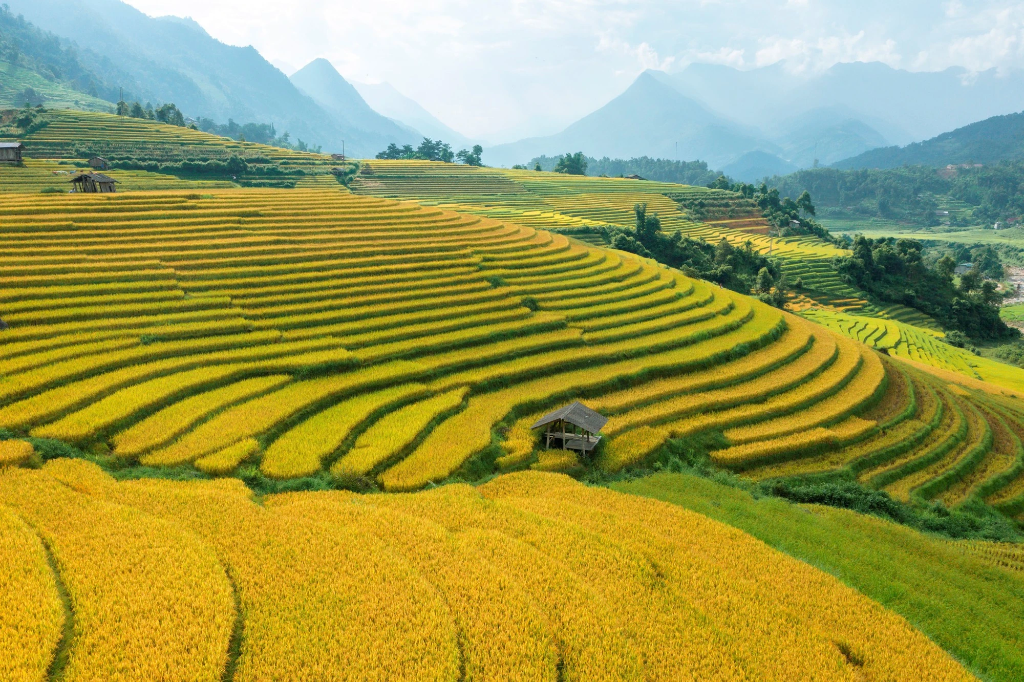 Ruộng bậc thang Tả Van rực sắc vàng trong hành trình khám phá Sa Pa dịp 2/9.