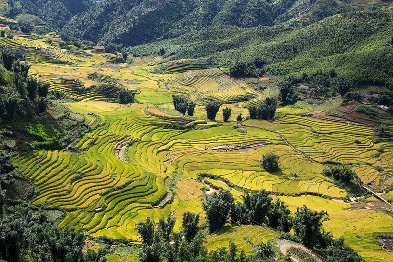 Những thửa ruộng bậc thang trải dài giữa thung lũng Mường Hoa, khoác lên sắc vàng óng ả khi mùa lúa chín.