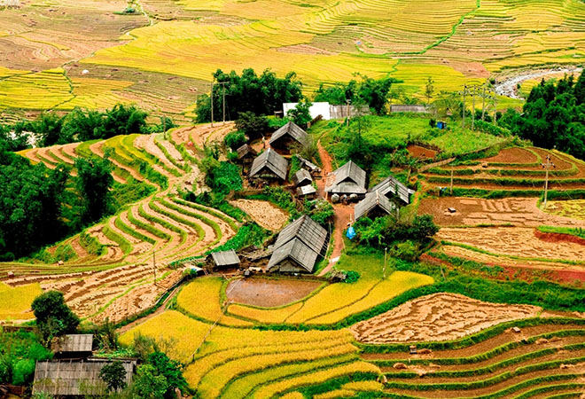 The beauty of Ta Van village during the rice harvest season.