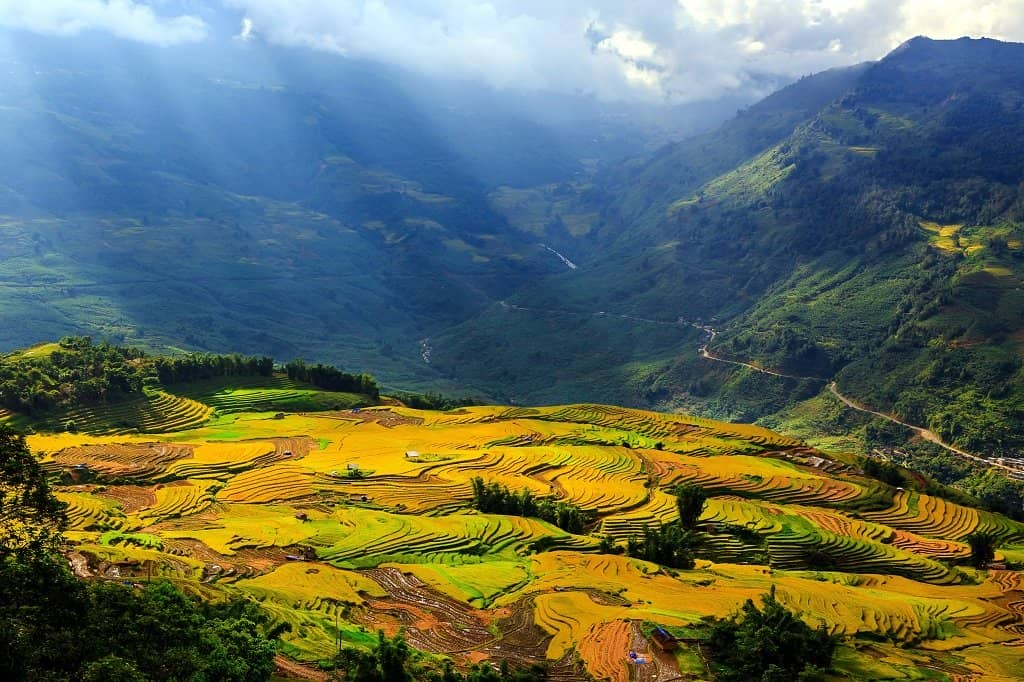 Rice harvest season in Muong Hoa valley