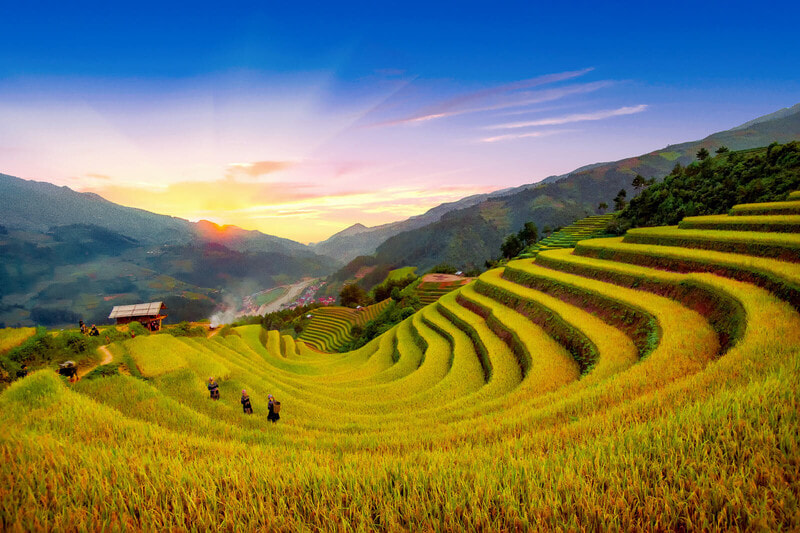 The scenery of ripening rice fields in Sapa is as beautiful as a painting.
