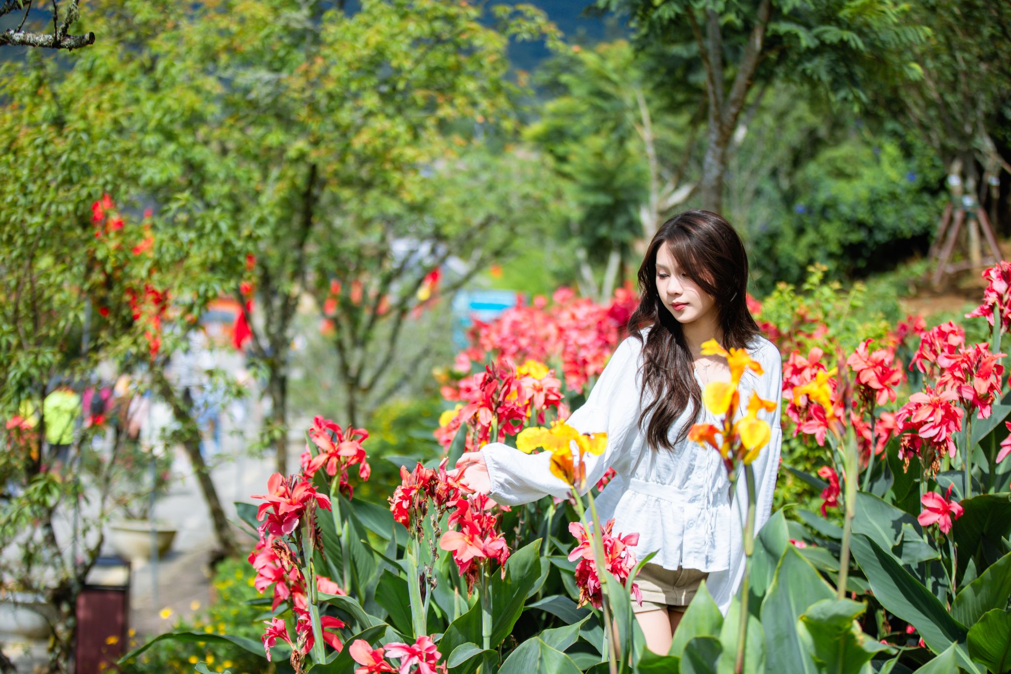 Những khóm hoa dong riềng đỏ khoe sắc giữa khung cảnh núi rừng Hoàng Liên Sơn.