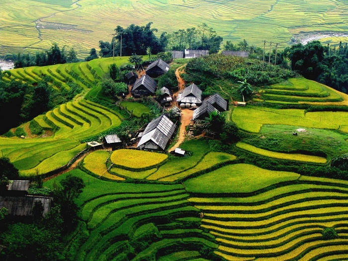 Ruộng bậc thang Sa Pa vào mùa lúa chín tạo nên khung cảnh thiên nhiên ấn tượng giữa núi rừng Tây Bắc.