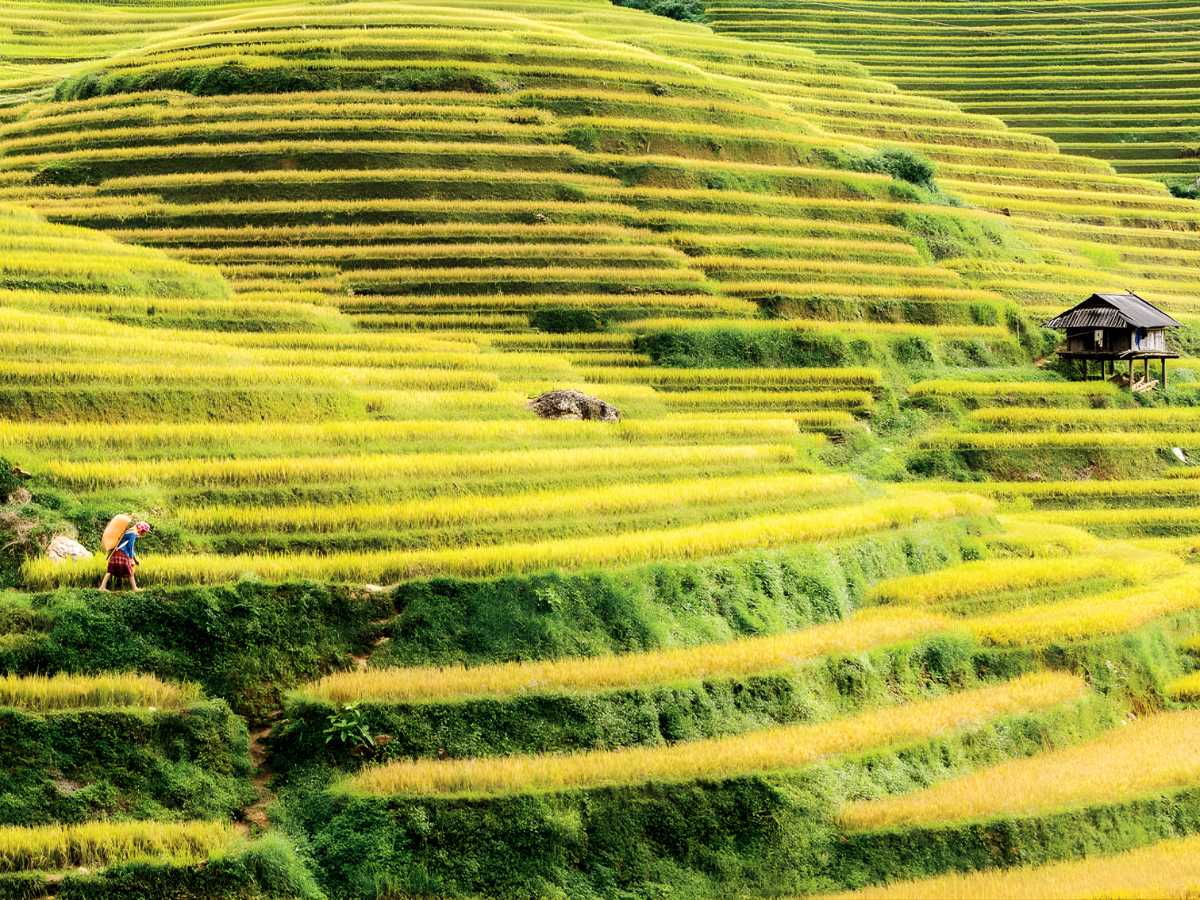Ruộng bậc thang Tây Bắc tháng 9 chín vàng với thời tiết mát mẻ. (Nguồn sưu tầm)