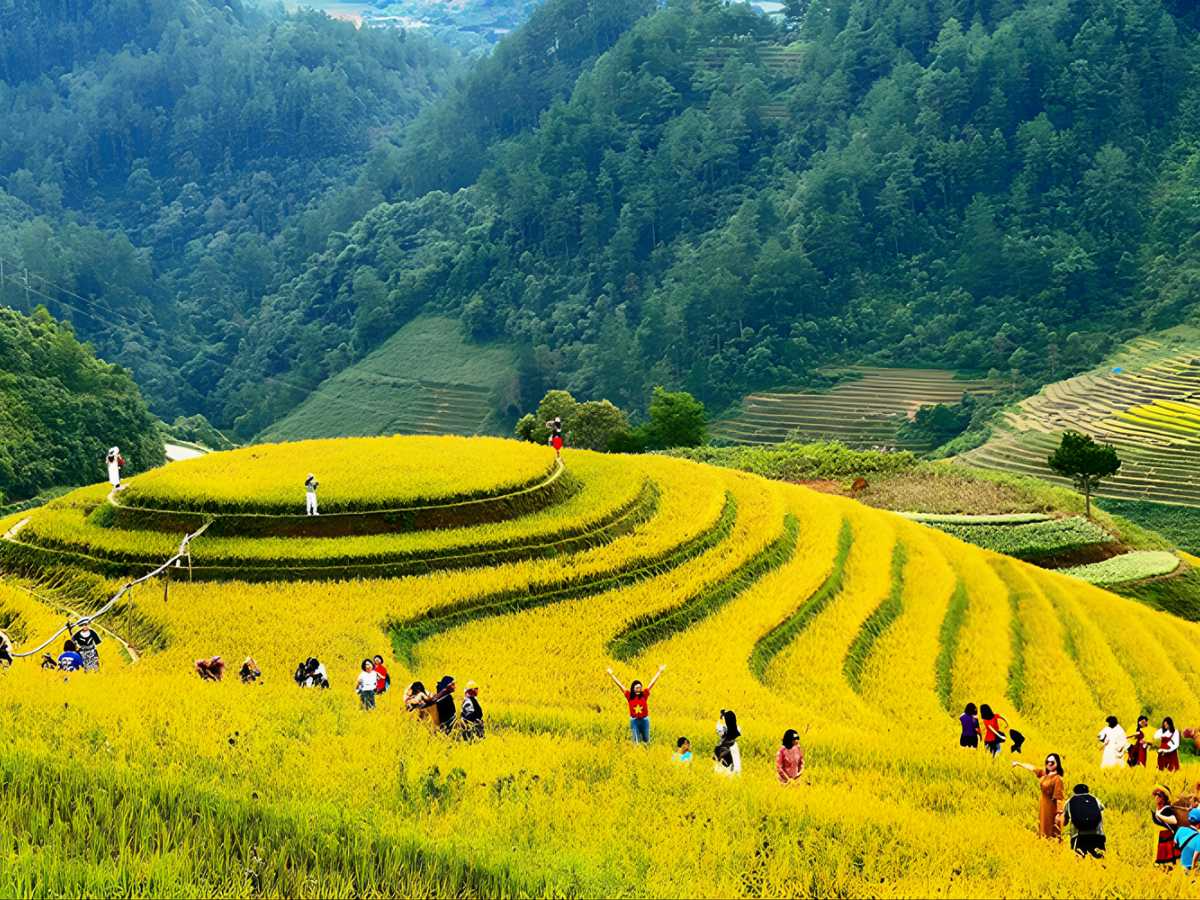 Vẻ đẹp ruộng bậc thang Sa Pa tháng 9 vàng rực, sương mù bao phủ bản làng. (Nguồn sưu tầm)