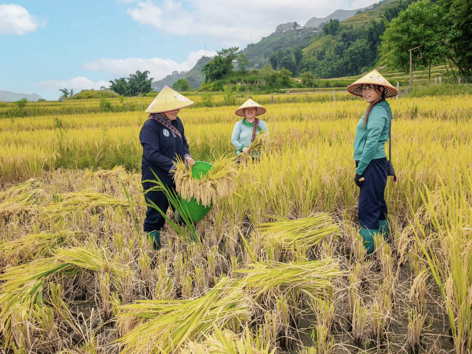 Du khách có thể cùng người dân trải nghiệm các hoạt động trên đồng ruộng. (Nguồn: Sưu tầm)