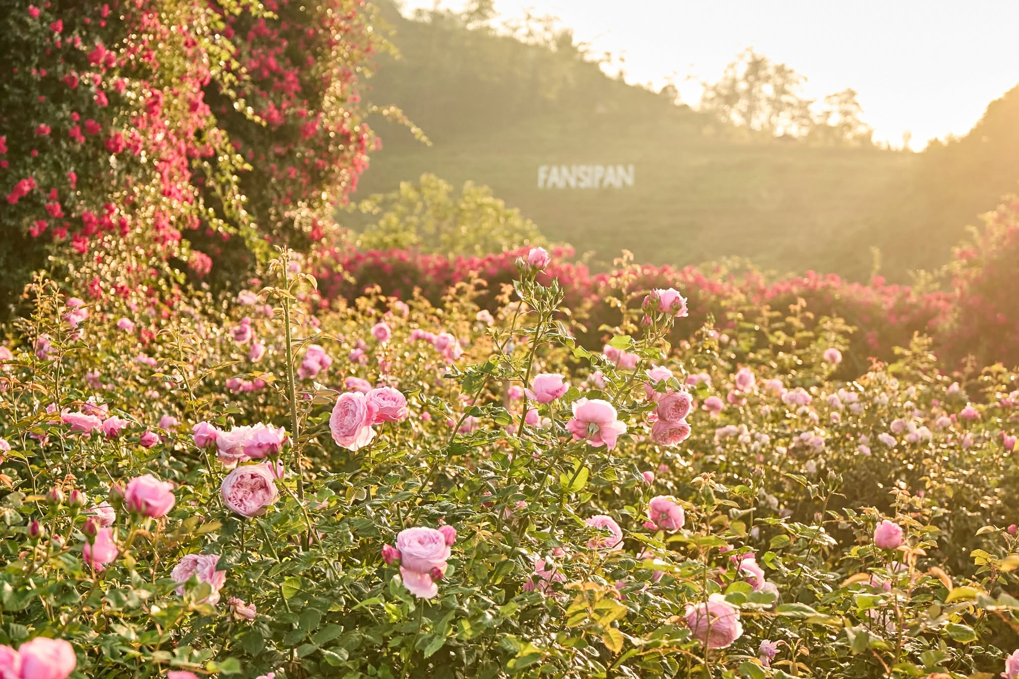 Những đoá hoa hồng khoe sắc rực rỡ giữa tiết trời se lạnh của Fansipan. (Nguồn: Sưu tầm)