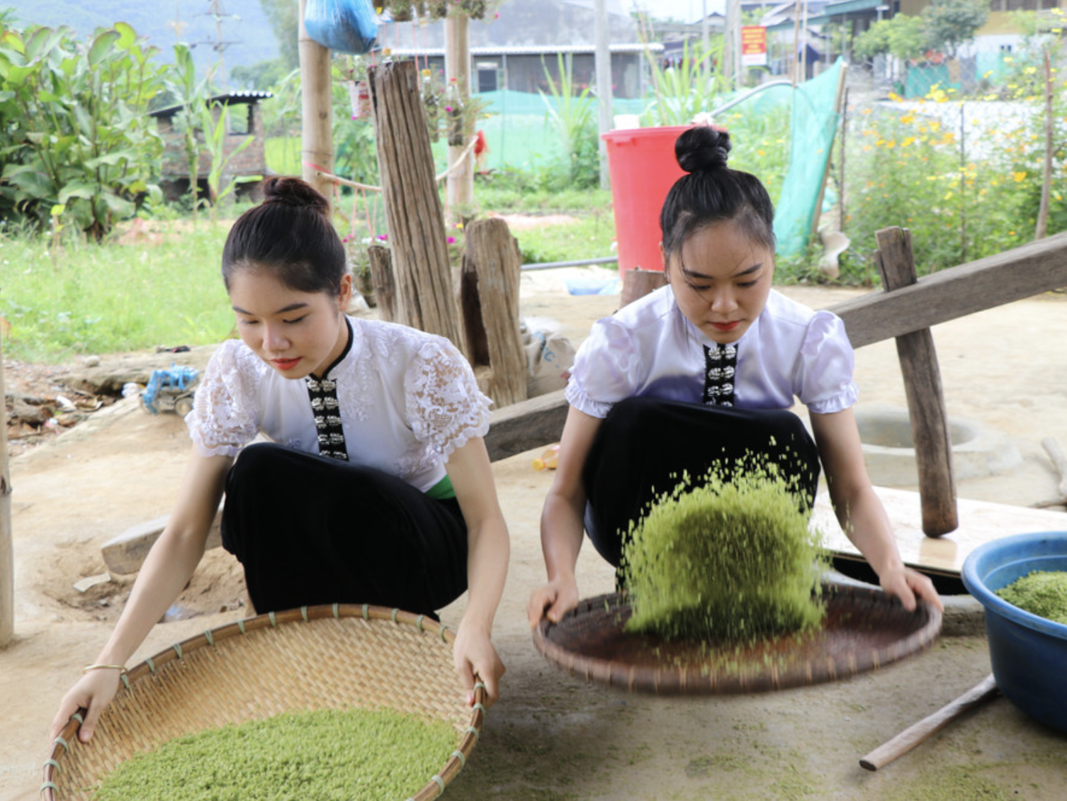 Nếp Tú Lệ là một trong những loại nếp ngon nhất ở Việt Nam, khi đồ xôi thì các hạt rất dẻo thơm, ngon ngọt nhưng không dính nhau. (Nguồn: Sưu tầm)