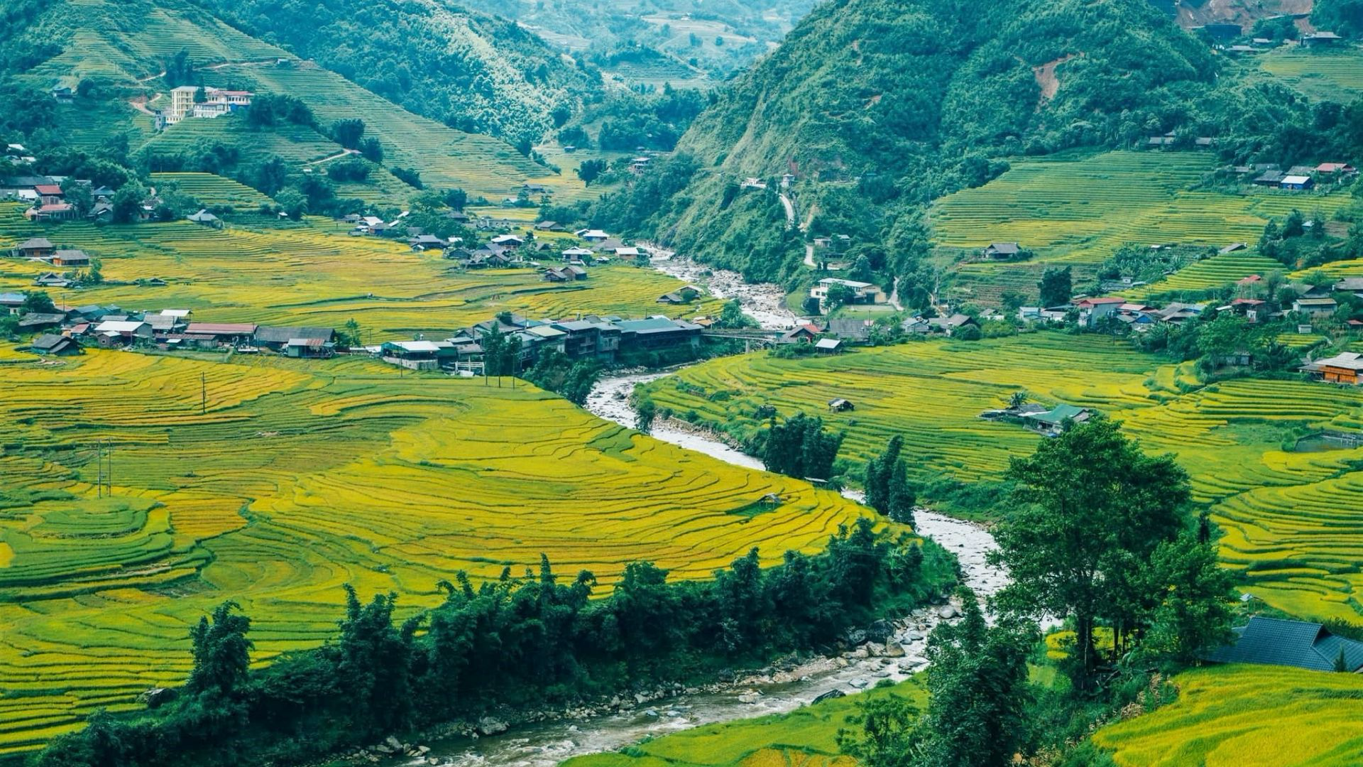 Những thửa ruộng bậc thang vàng óng mùa lúa chín trải dọc thung lũng Mường Hoa trong tháng 10.