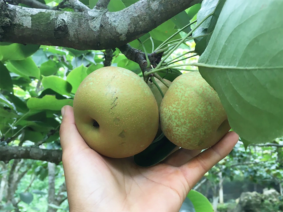 Quả mắc cọp là món quà mang hương vị vùng cao được du khách lựa chọn sau chuyến đi Sa Pa.
