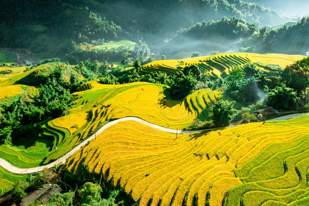 Ruộng bậc thang chuyển sắc vàng, trải thành từng lớp quanh những nếp nhà tại bản Tả Van vào mùa lúa chín.
