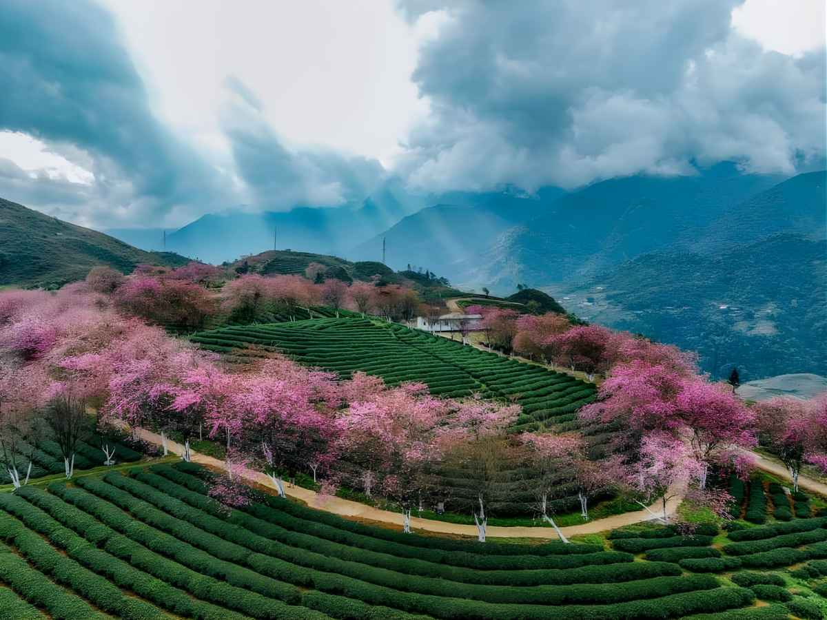 Sa Pa thuộc tỉnh Lào Cai sở hữu nhiều loài hoa đẹp như đào, mận và đỗ quyên rực rỡ. (Nguồn sưu tầm)