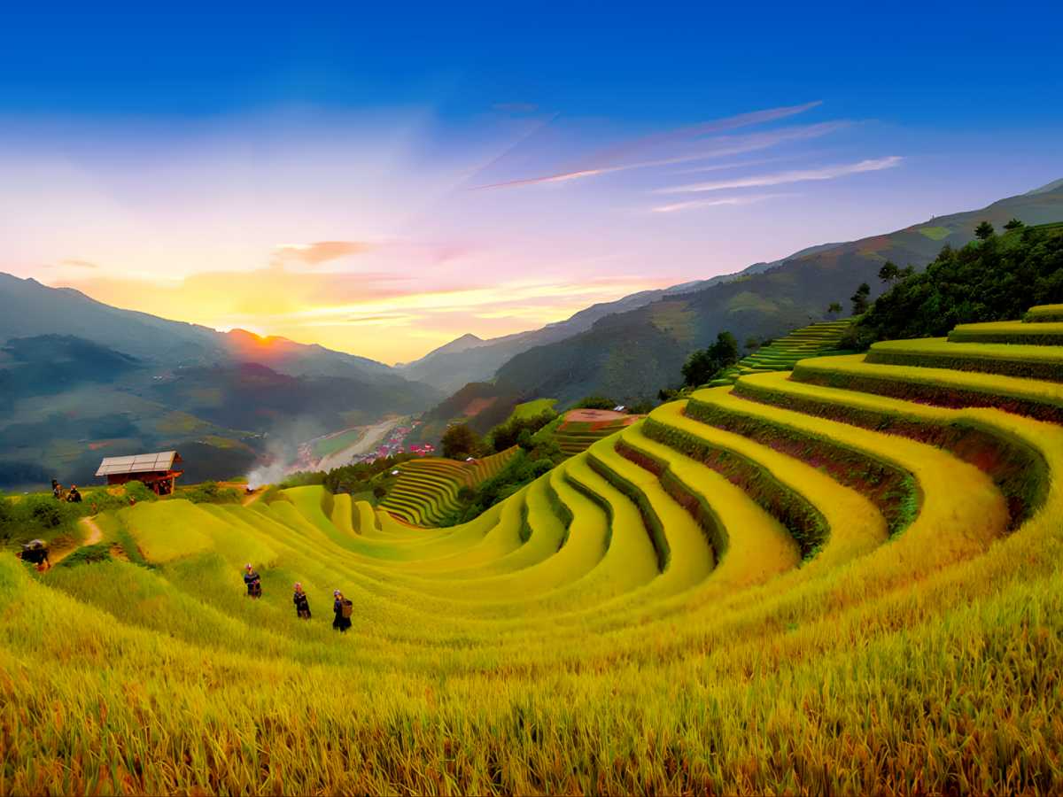 Mùa lúa chín Sa Pa là khoảnh khắc kỳ vĩ nhất khi ruộng bậc thang tại thung lũng Mường Hoa ngả sắc vàng. (Nguồn sưu tầm)