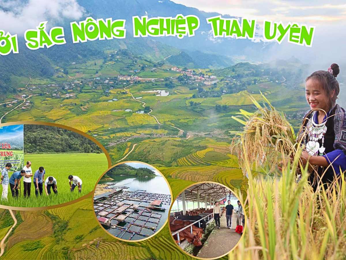 Cảnh quan ruộng lúa và thung lũng Than Uyên tạo điểm nhấn sinh thái vùng cao. (Nguồn: Sưu tầm)