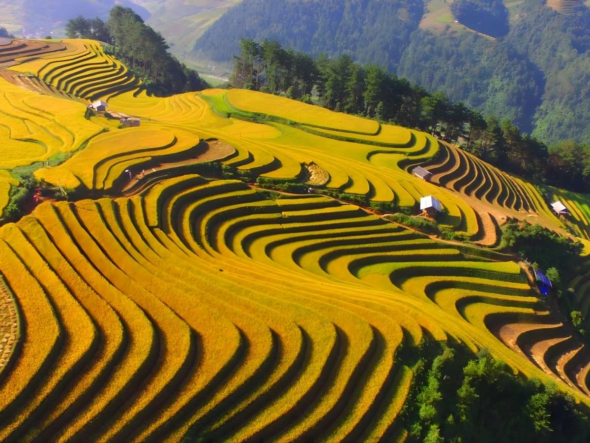 Ruộng bậc thang Mù Cang Chải trải dài trên sườn núi thu hút sự chú ý của du khách. (Nguồn: Sưu tầm)