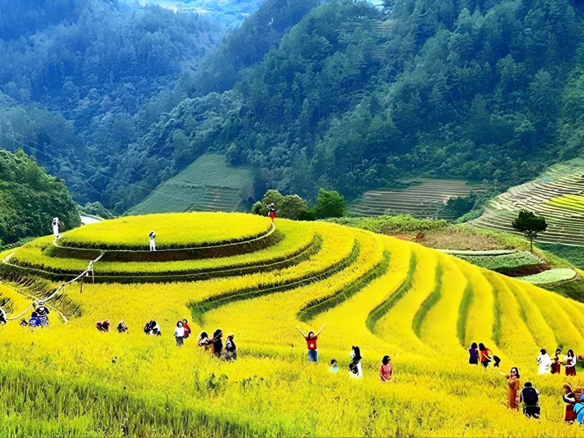 Cảnh quan đèo núi và ruộng bậc thang vùng Tây Bắc ánh vàng rực rỡ trong giai đoạn tháng 9 đến tháng 10 (Nguồn: Sưu tầm)