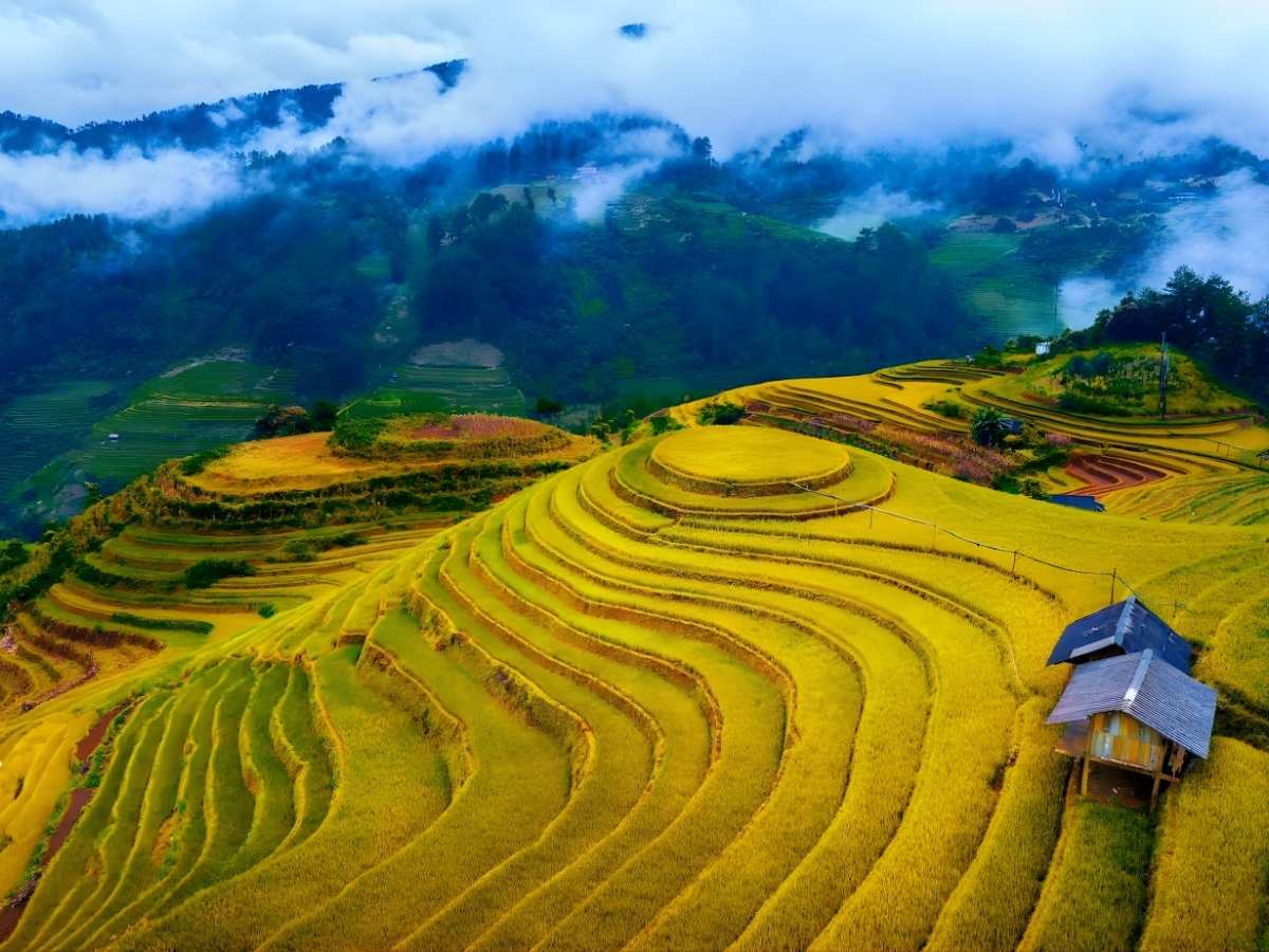 Du khách dừng chân tại Nghĩa Lộ nghỉ ngơi và check in với thung lũng lúa vàng óng ả yên bình Tây Bắc. (Nguồn: Sưu tầm)