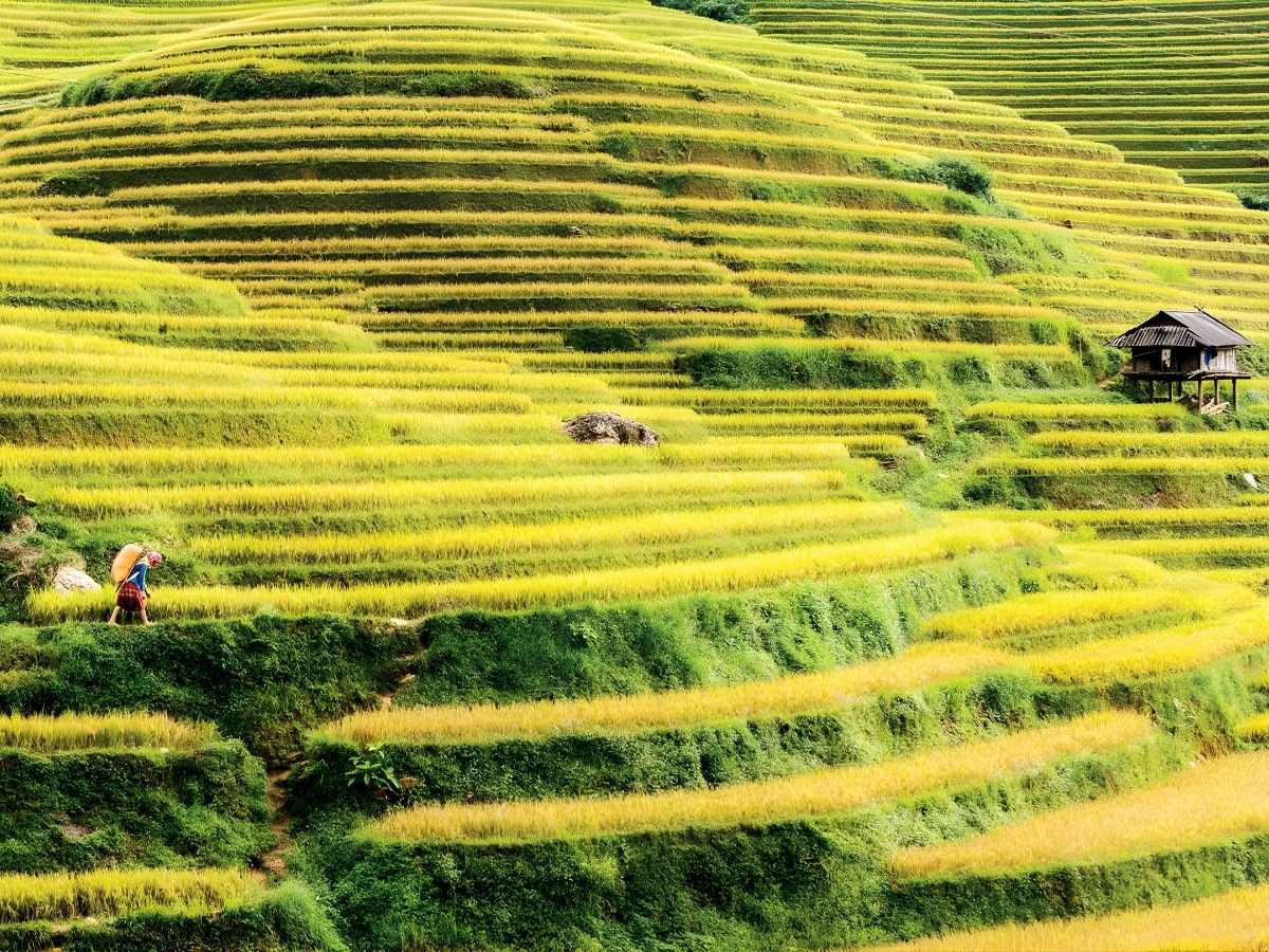 Ruộng bậc thang mùa lúa chín vàng rực thể hiện thời điểm đẹp nhất cho hành trình Sa Pa Mù Cang Chải Nghĩa Lộ. (Nguồn: Sưu tầm)