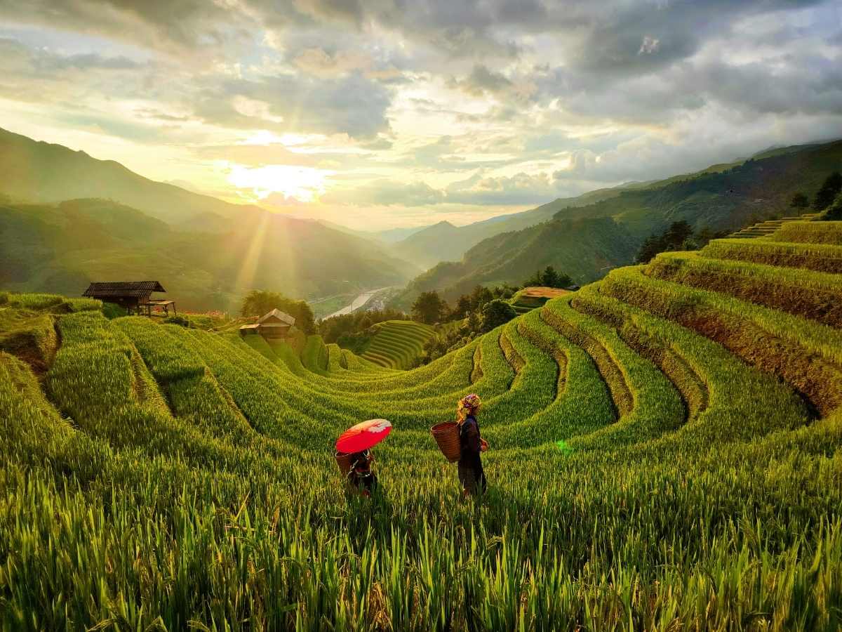 Hành trình từ Sa Pa đến Mù Cang Chải mở ra cảnh ruộng bậc thang mùa vàng trải dài trên các sườn đồi. (Nguồn: Sưu tầm)