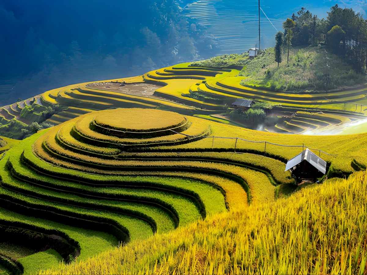 Ruộng bậc thang Mù Cang Chải vào mùa lúa chín tạo nên khung cảnh vàng óng trải rộng khắp sườn đồi. (Nguồn: Sưu tầm)