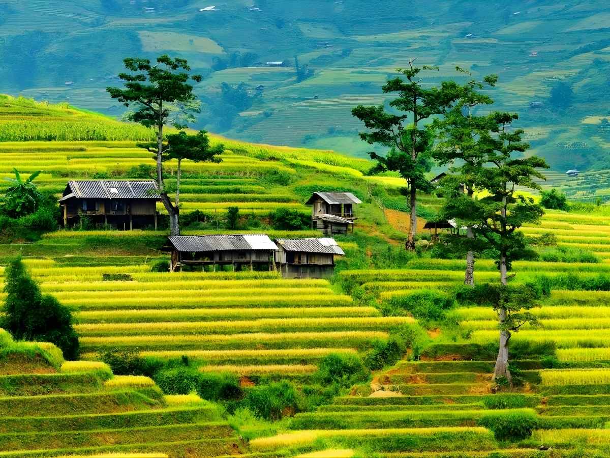 Ruộng bậc thang Mù Cang Chải và Tú Lệ trải dài uốn lượn tạo nên cảnh quan đặc trưng vùng núi. (Nguồn: Sưu tầm)
