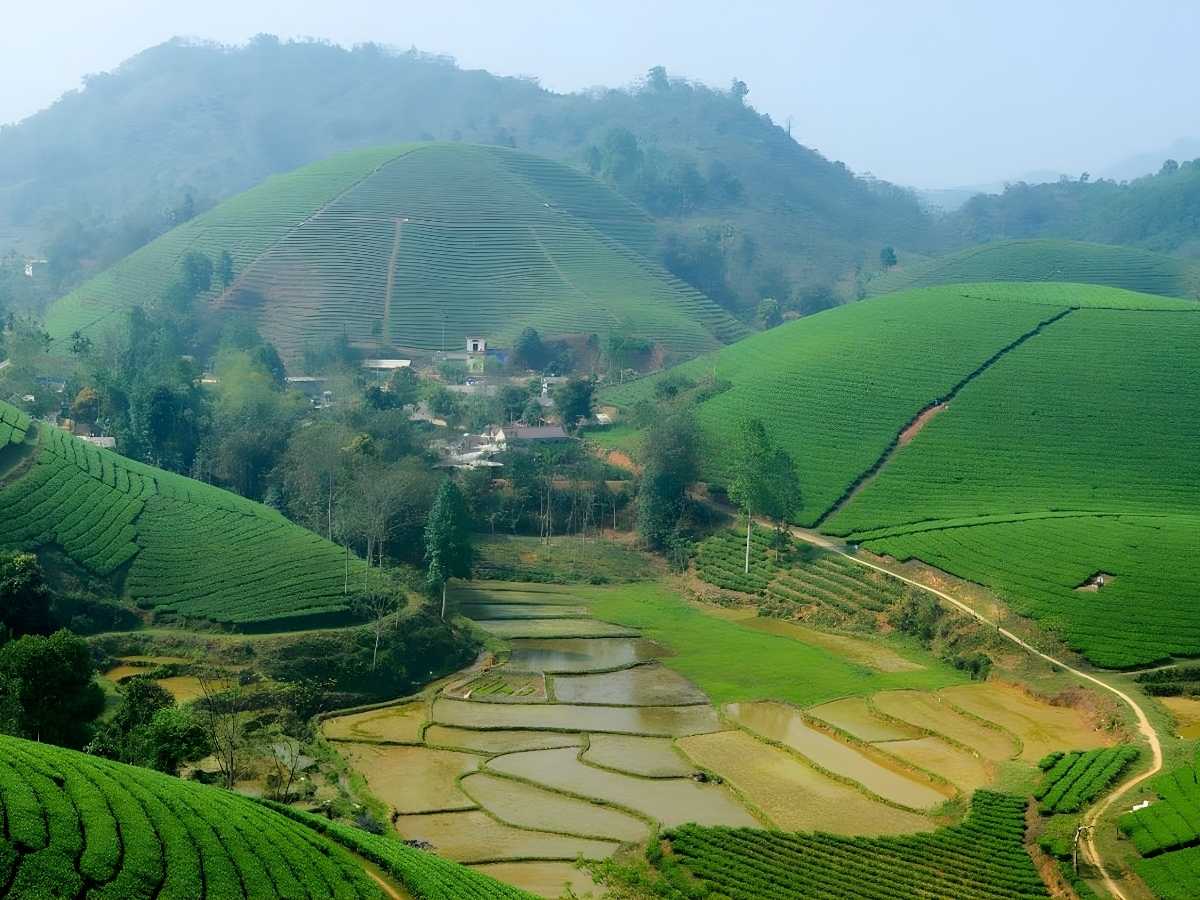 Đồi chè Suối Giàng Nghĩa Lộ trải dài thể hiện vị trí địa lý đặc trưng và sức hút cao. (Nguồn: Sưu tầm)