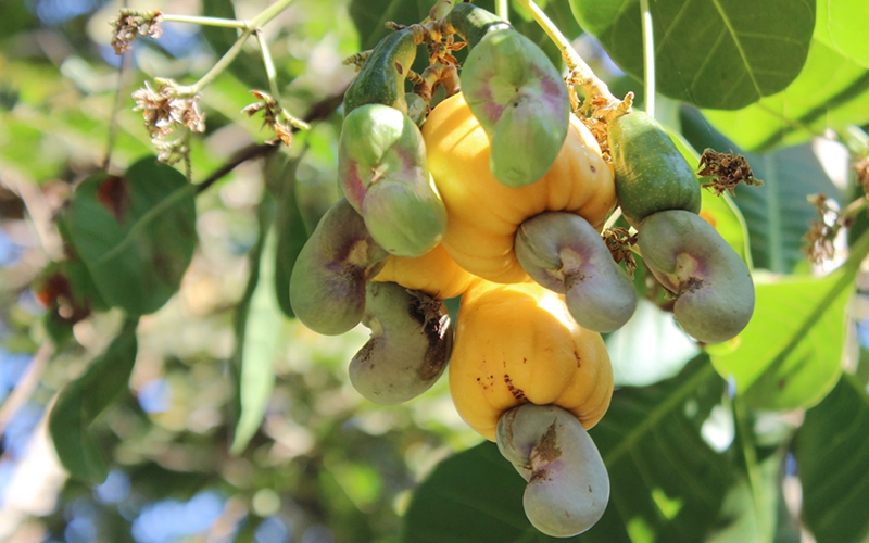 Hạt điều là nguyên liệu làm nên loại mắm chay phổ biến của Tây Ninh