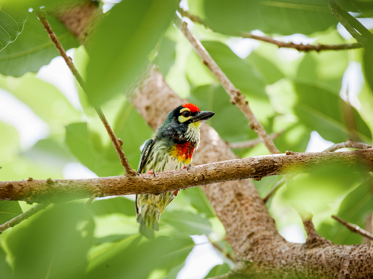 Hệ động thực vật tại vườn quốc gia Lò Gò Xa Mát rất phong phú, đa dạng