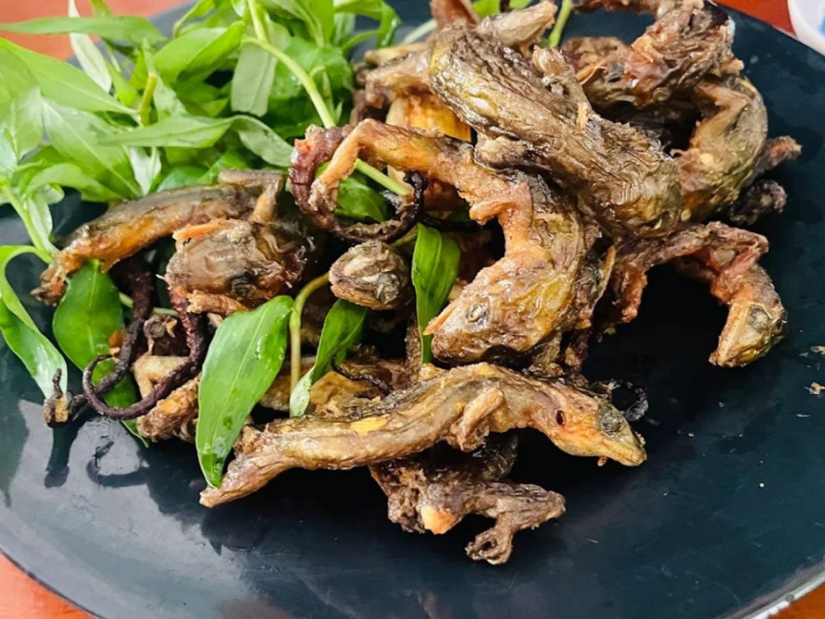 Thằn lằn núi Tây Ninh khai thác khó khăn và có giá thành cao.