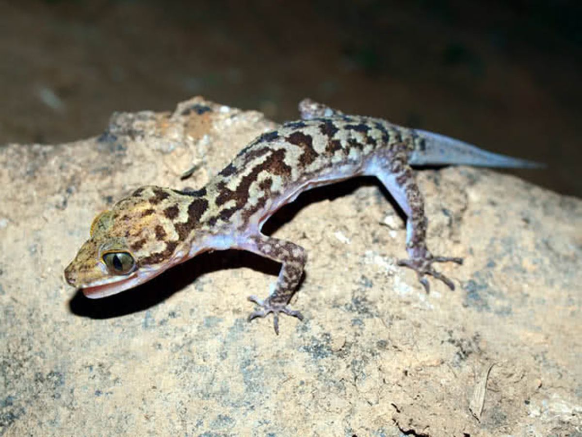 Thằn lằn núi Tây Ninh loài đặc hữu chỉ xuất hiện ở khu vực núi đá cao 100 - 500 m.